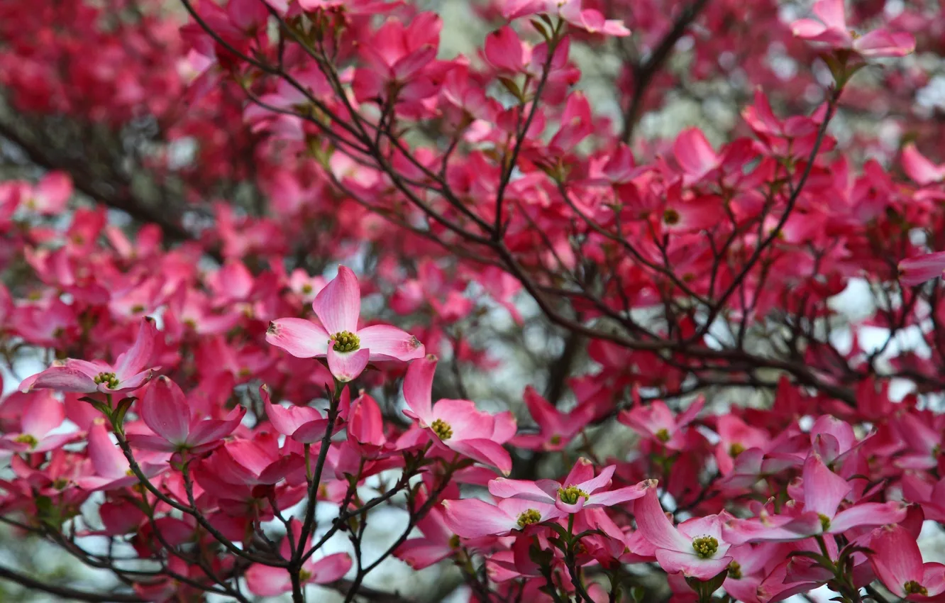 Photo wallpaper flowers, nature, photo, beauty, spring