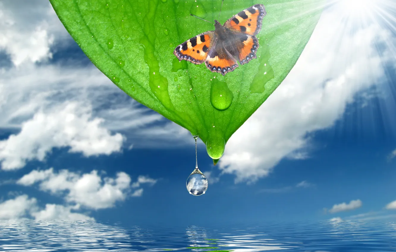 Photo wallpaper the sky, water, the sun, clouds, drops, nature, reflection, butterfly
