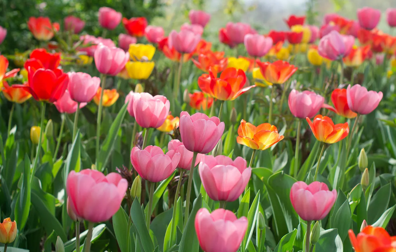 Photo wallpaper petals, colorful, tulips, colorful, flowering, a lot, flowers, tulips