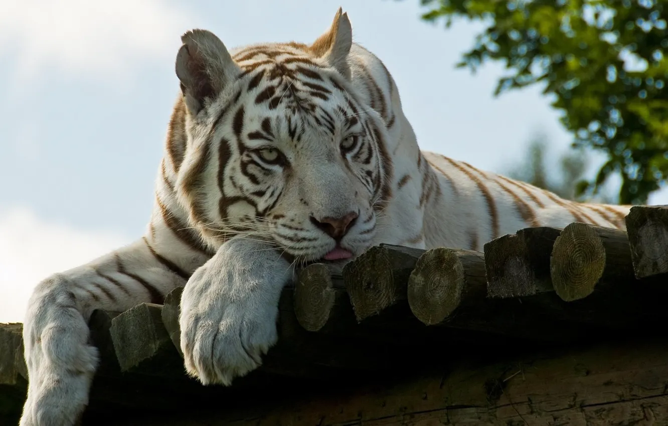 Photo wallpaper face, stay, paws, white tiger, white tiger