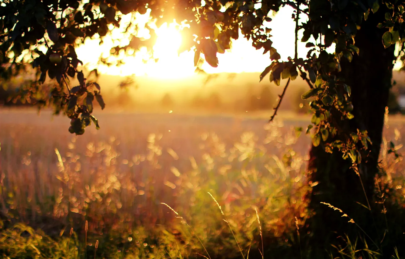 Photo wallpaper field, grass, leaves, the sun, light, trees, sunset, nature