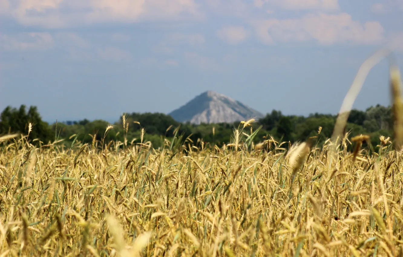 Photo wallpaper wheat, field, mountains, nature, rye, Russia, Sunny, Coat of arms
