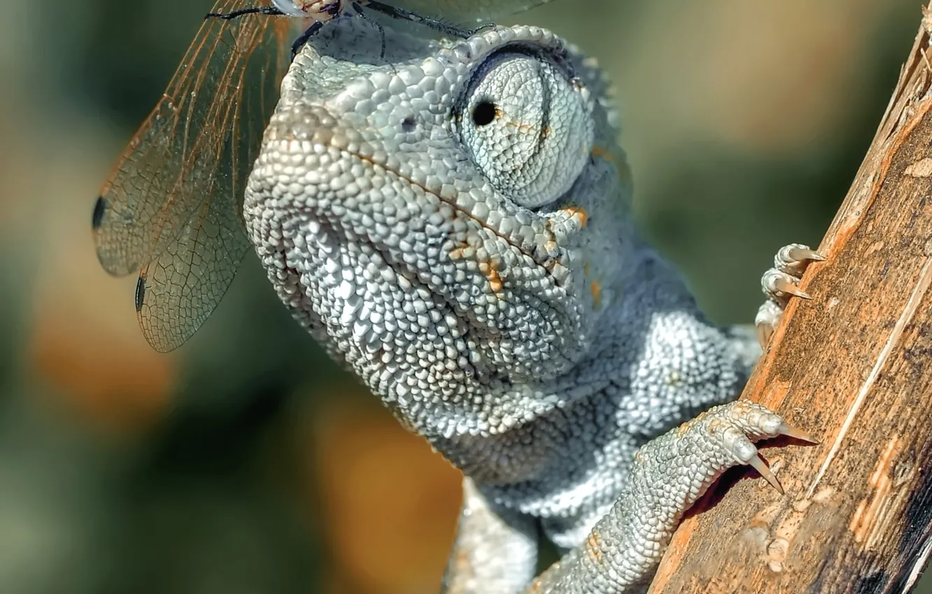 Photo wallpaper look, chameleon, dragonfly, insect