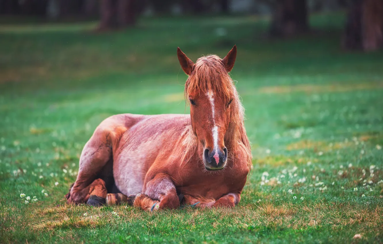Photo wallpaper horse, glade, horse, lies, lawn