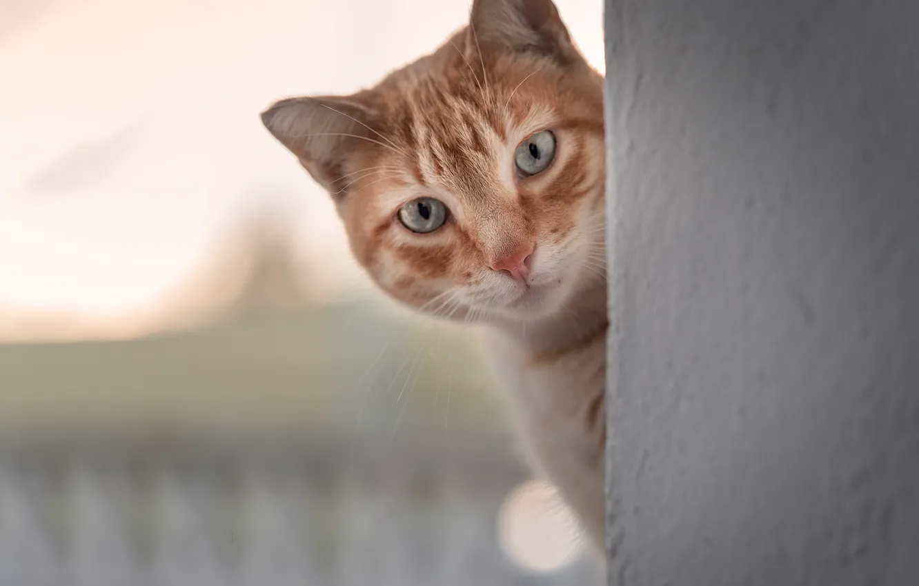 Photo wallpaper cat, cat, look, wall, red, face, bokeh, Peeps