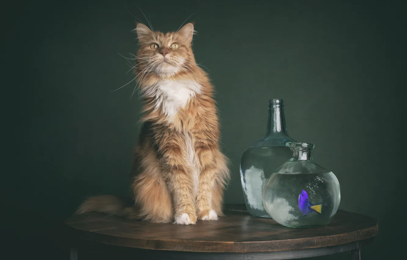 Photo wallpaper cat, cat, fish, aquarium