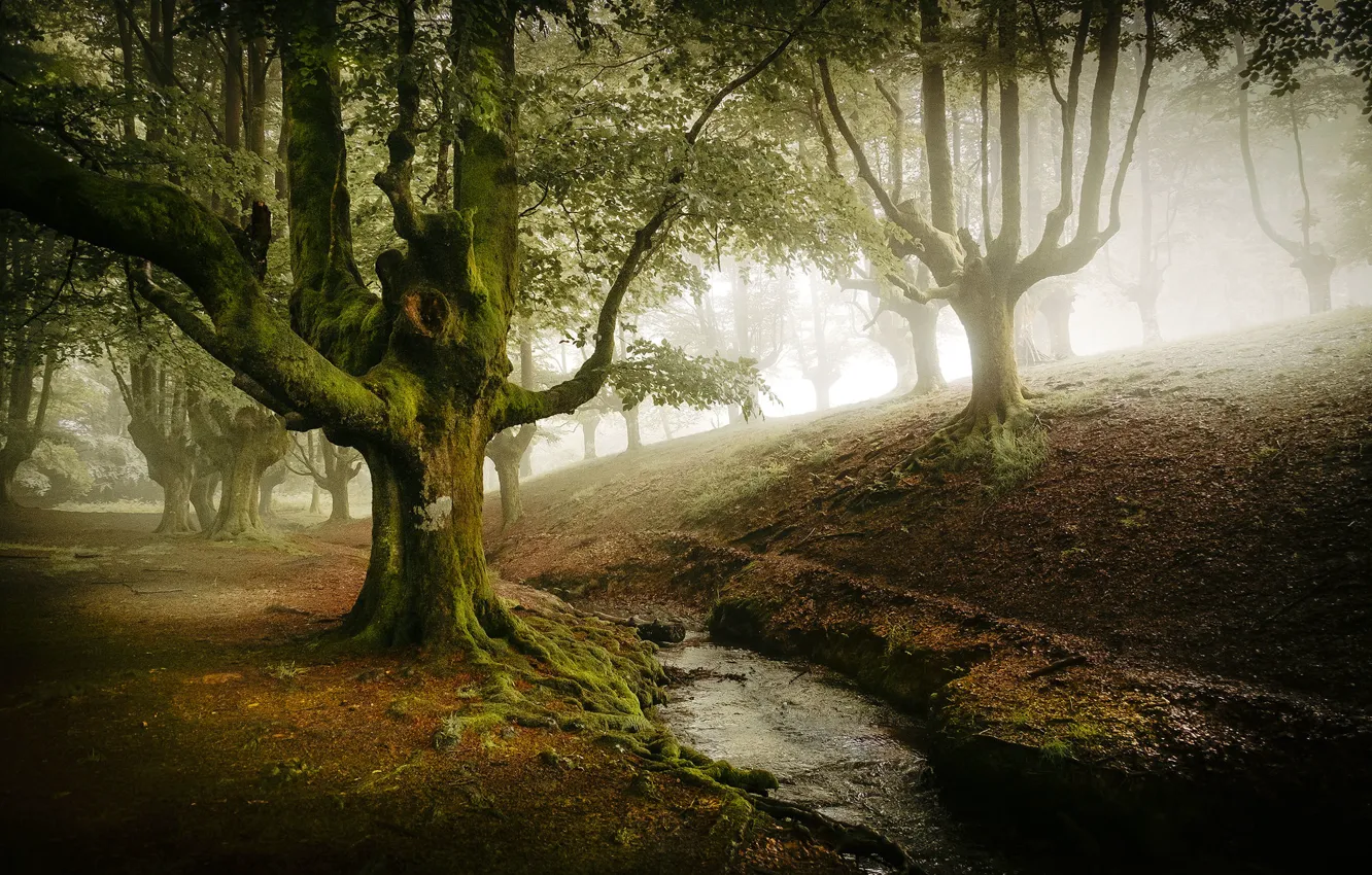Photo wallpaper forest, trees, branches, fog, Park, stream, morning, slope