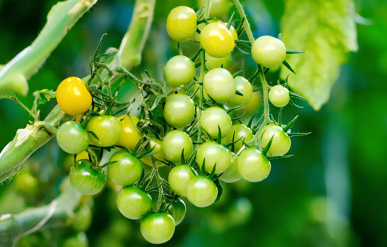 Photo wallpaper green, small, vegetables, cherry, tomatoes