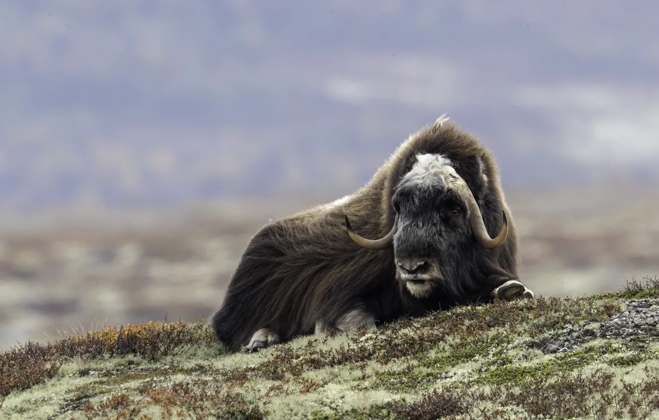 Photo wallpaper face, wool, horns, musk ox, musk ox