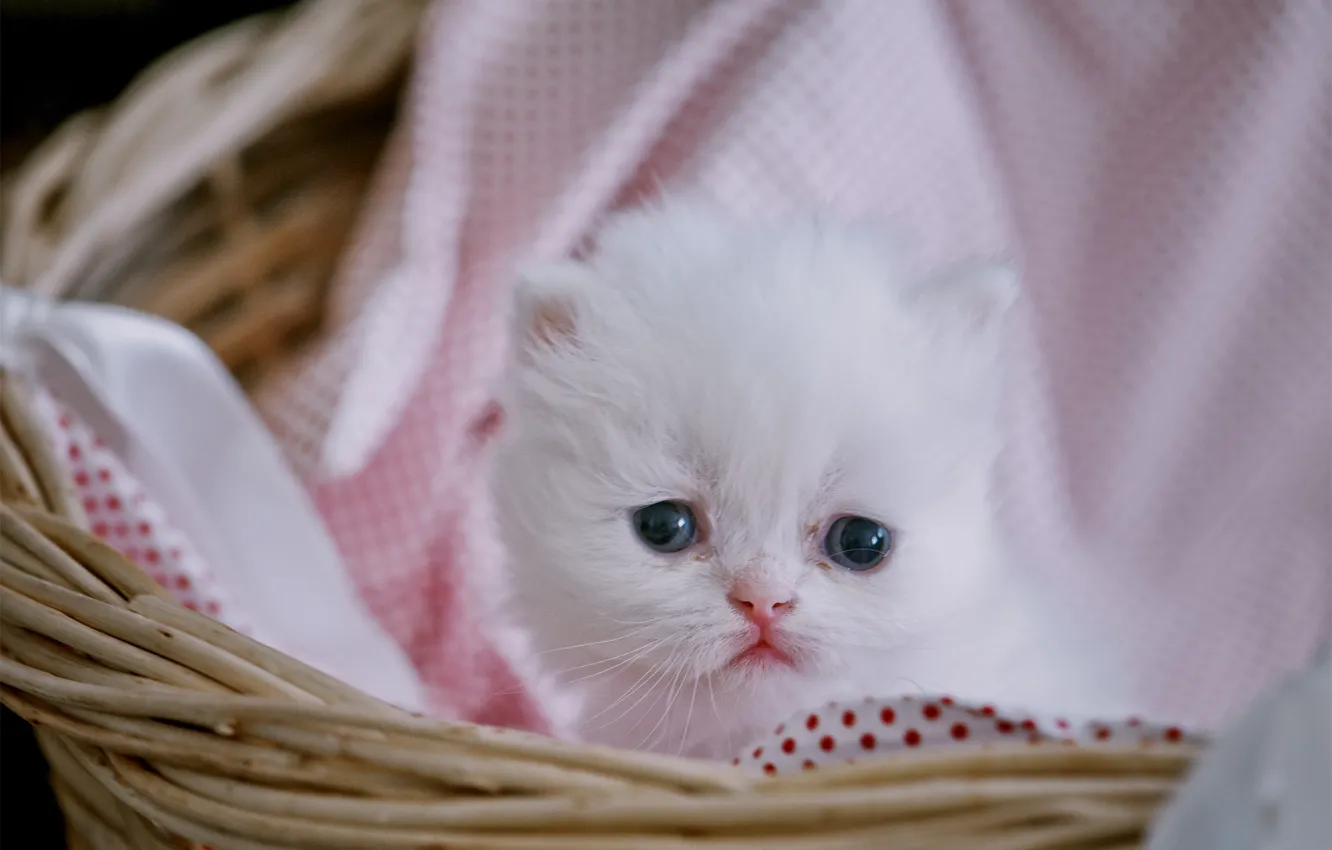 Photo wallpaper look, baby, kitty, cutie, Persian cat