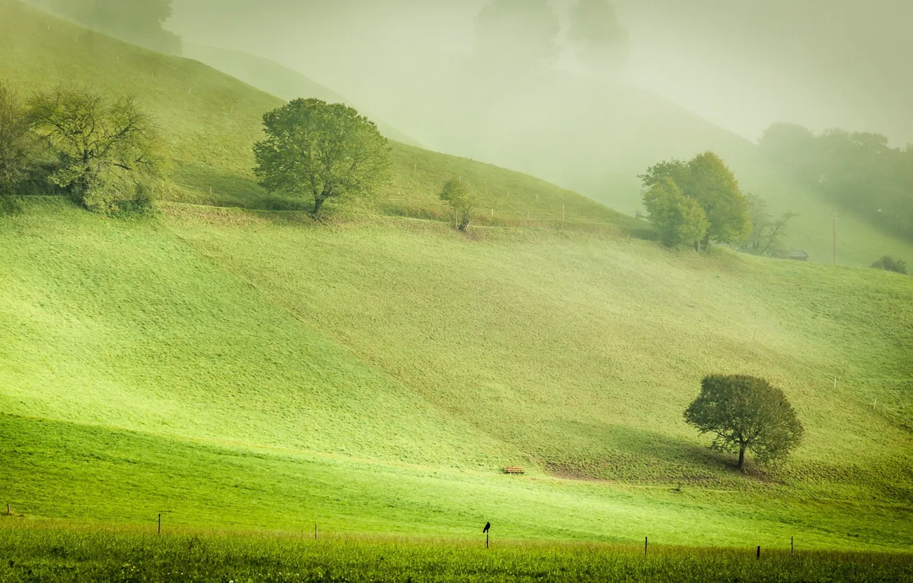 Photo wallpaper autumn, trees, nature, green, fog, hills, bird, October