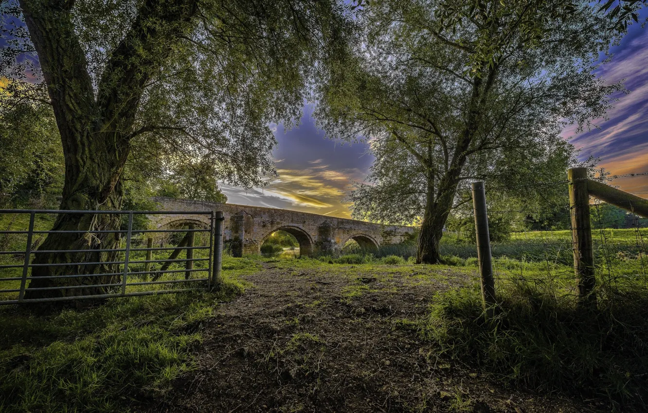 Photo wallpaper trees, bridge, nature
