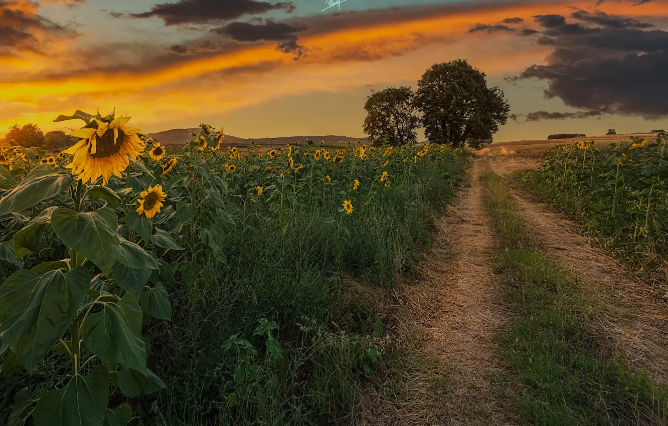 Photo wallpaper trees, sunflowers, nature, field, the evening