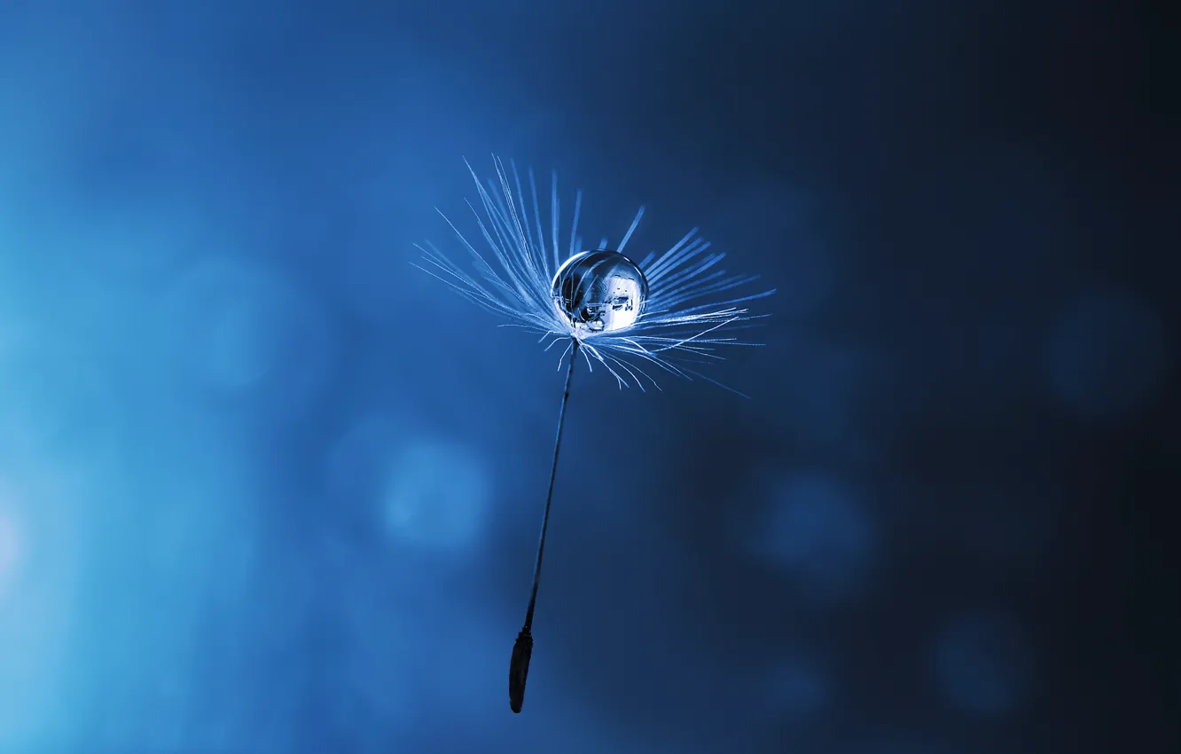 Photo wallpaper drops, fuzzes, blue background