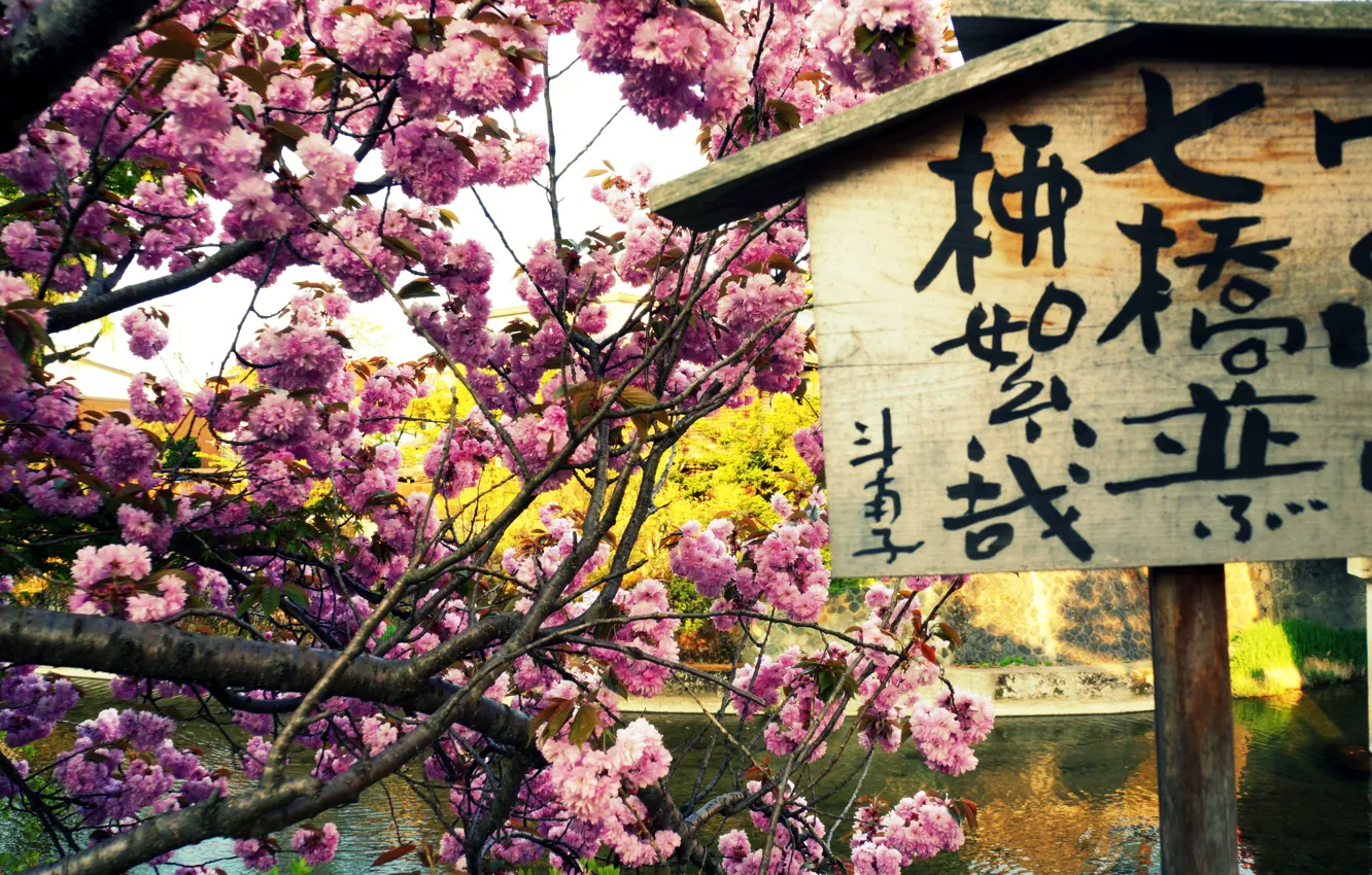 Photo wallpaper river, plate, spring, Sakura