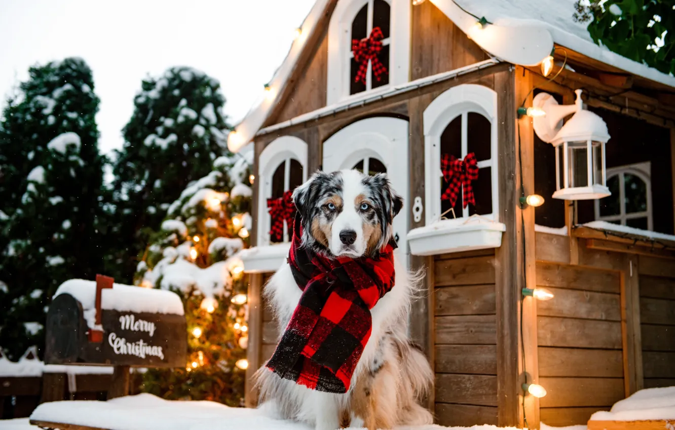 Photo wallpaper winter, forest, look, snow, nature, lights, pose, new year