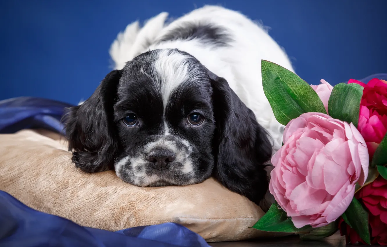 Photo wallpaper flowers, muzzle, puppy, Spaniel, spotted