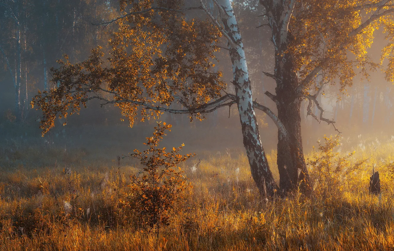 Photo wallpaper autumn, leaves, light, trees, yellow, birch, birch, Golden autumn