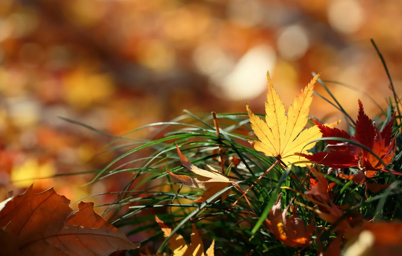 Photo wallpaper leaves, macro, nature