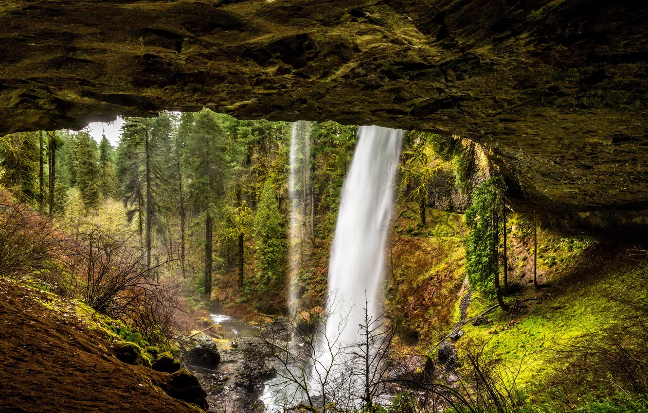 Photo wallpaper forest, trees, stream, stones, rocks, waterfall, USA, Silver Falls State Park