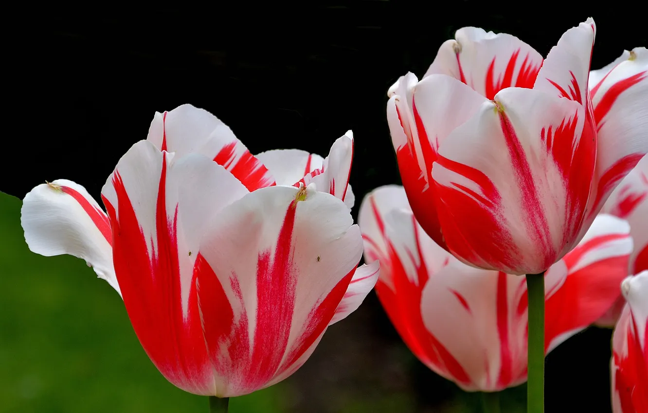 Photo wallpaper flowers, petals, tulips