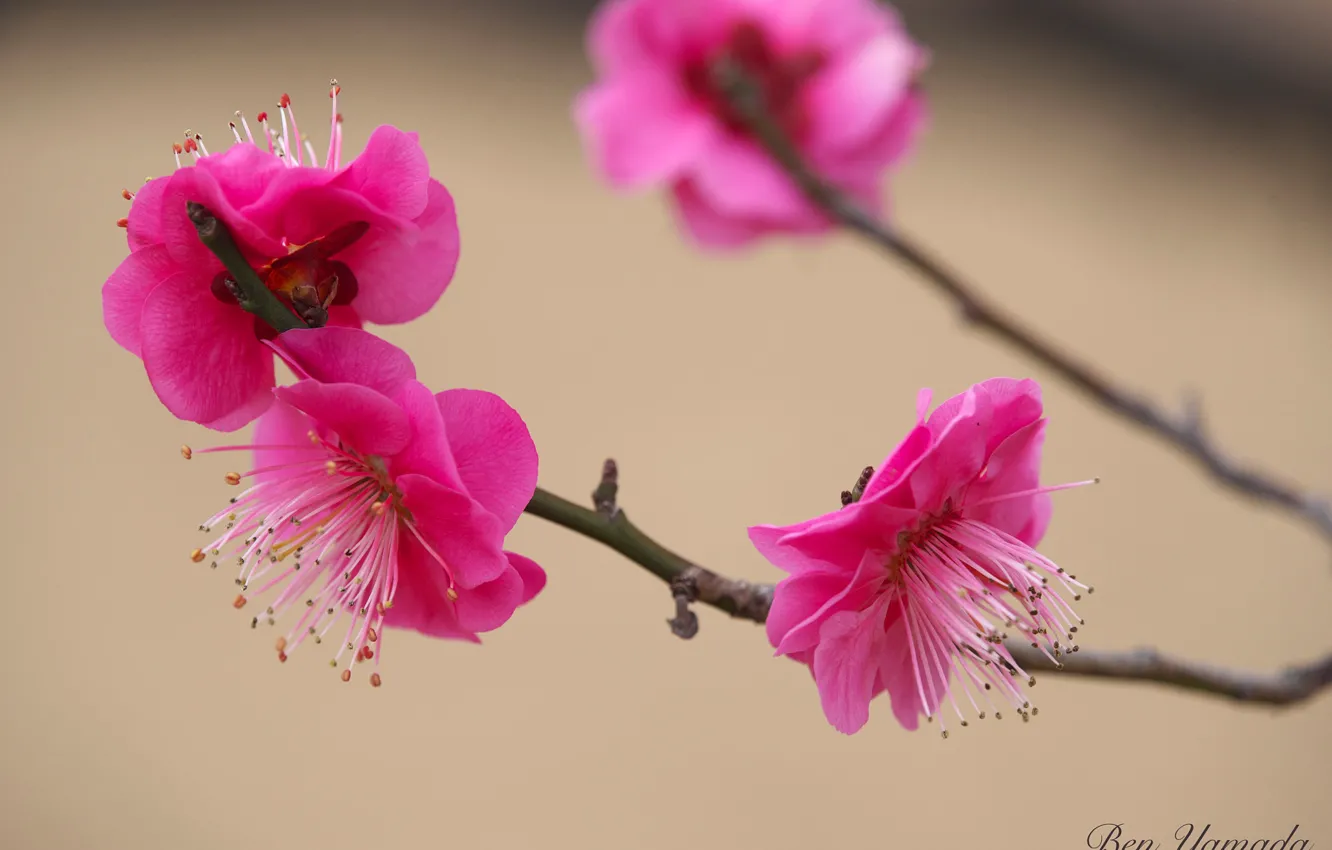 Photo wallpaper spring, flowering, apricots, I Yamada