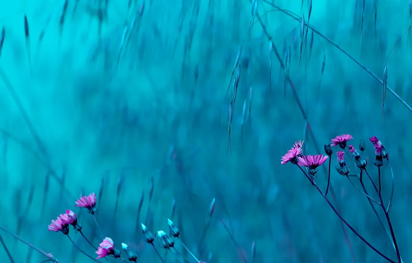 Photo wallpaper flowers, background, pink, blue, widescreen, Wallpaper, wallpaper, flowers