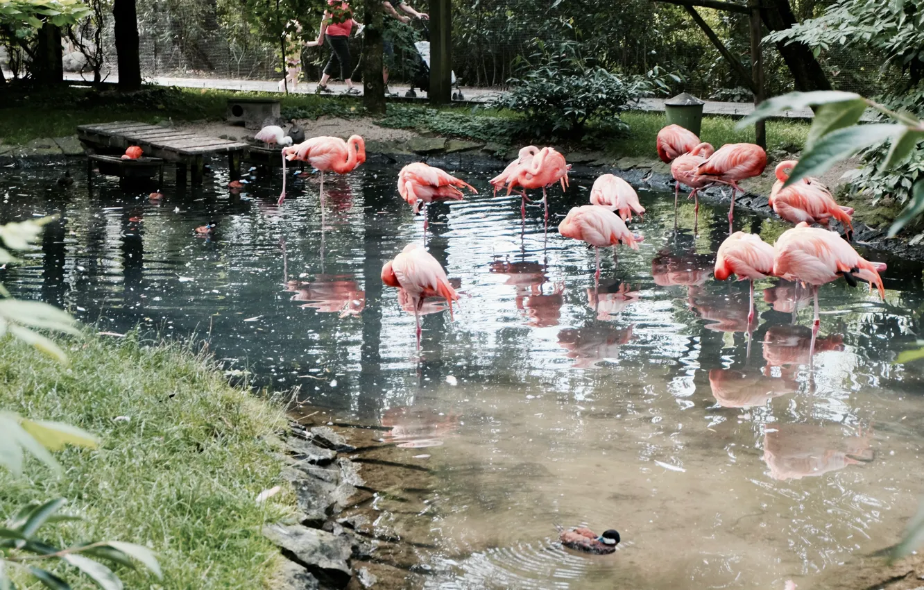 Photo wallpaper water, nature, Flamingo