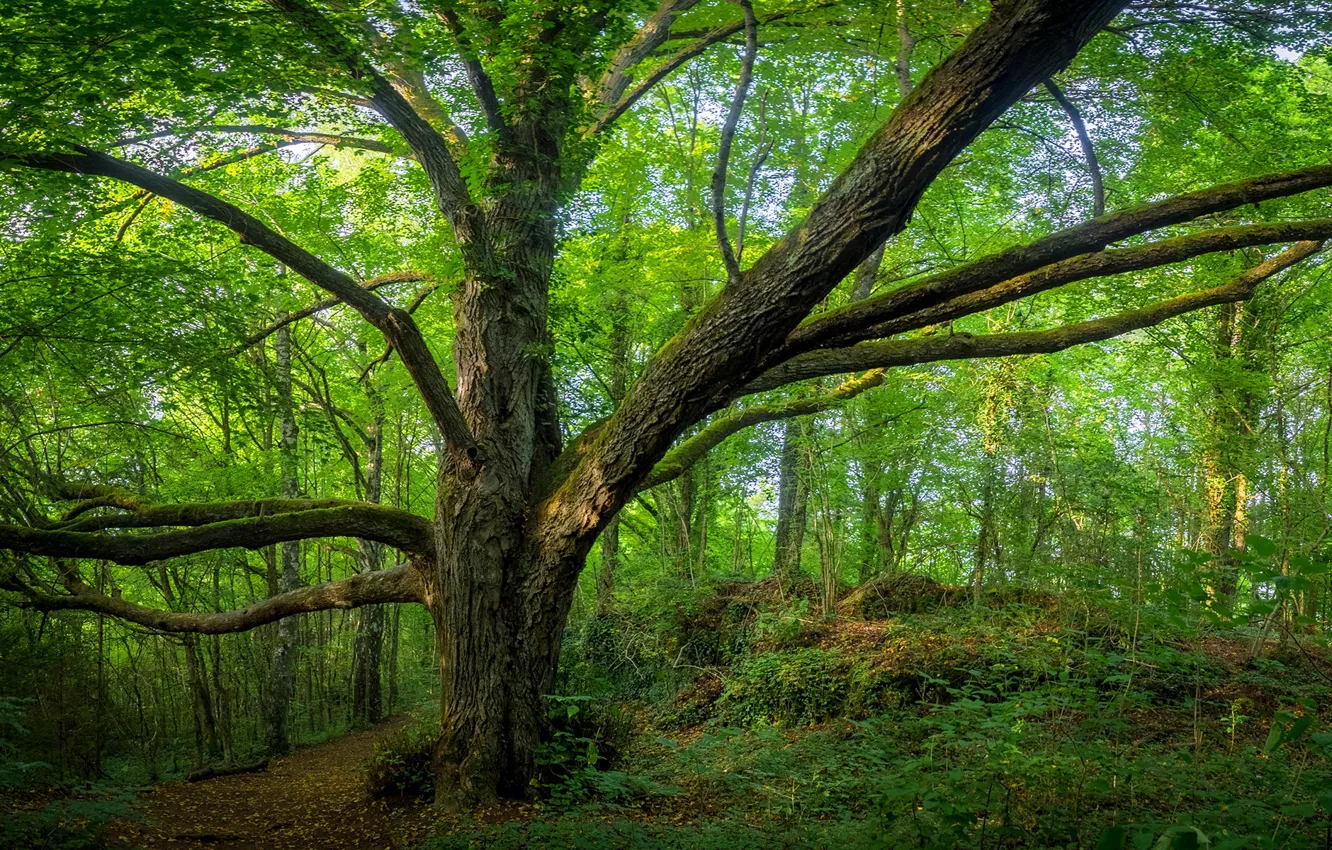Photo wallpaper greens, forest, summer, grass, trees, Germany, Bayern