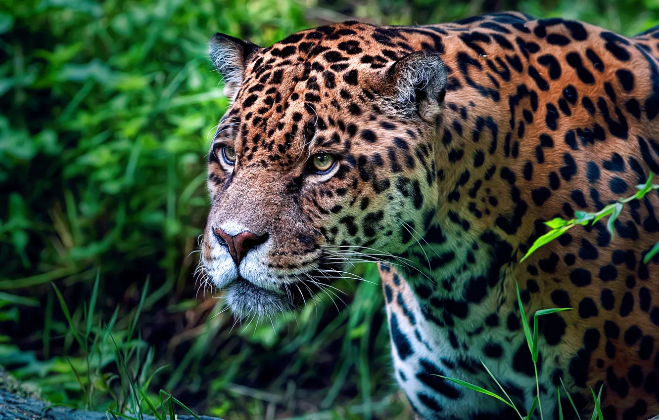 Photo wallpaper greens, grass, look, face, nature, portrait, treatment, Jaguar