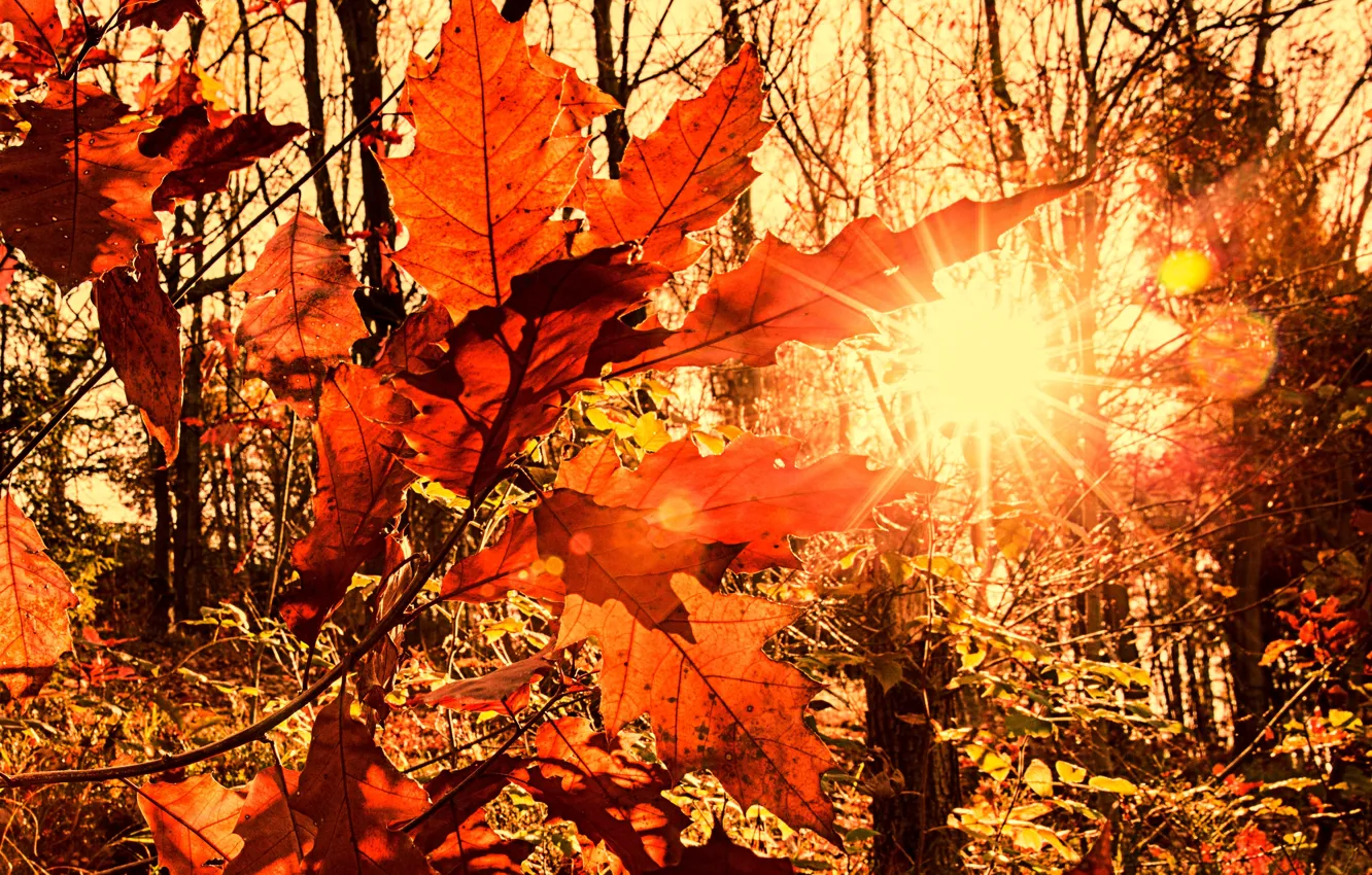 Photo wallpaper autumn, the sun, rays, light, foliage, blur