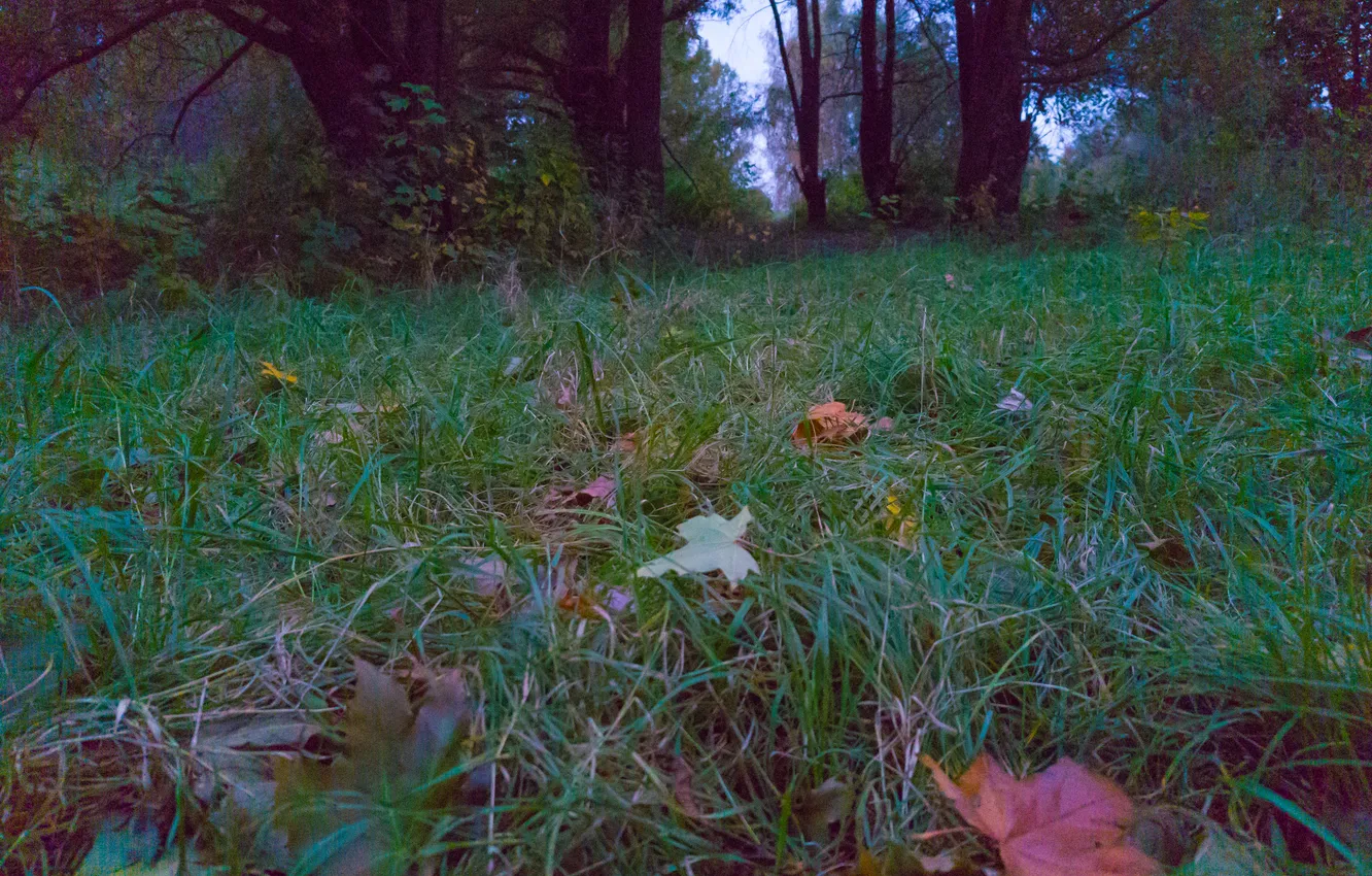 Photo wallpaper forest, grass, leaves, trees, nature, Russia, Artem