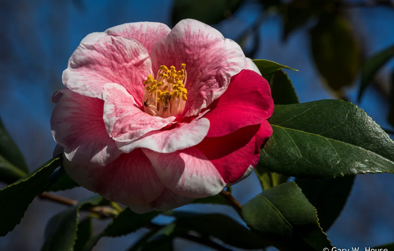 Photo wallpaper macro, background, Camellia