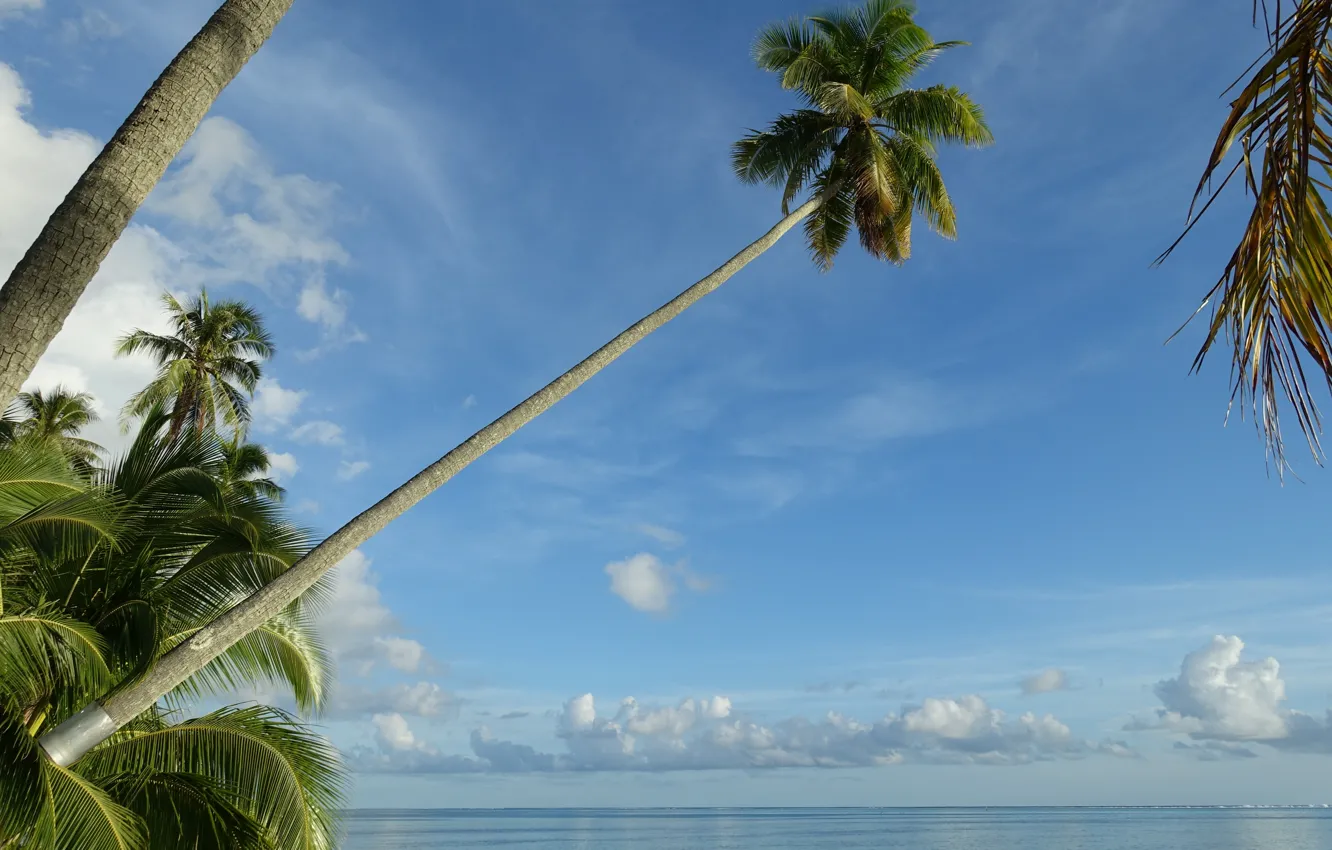 Photo wallpaper the sky, tropics, palm trees, the ocean, Pacific Ocean, Moorea, Moorea, French Polynesia