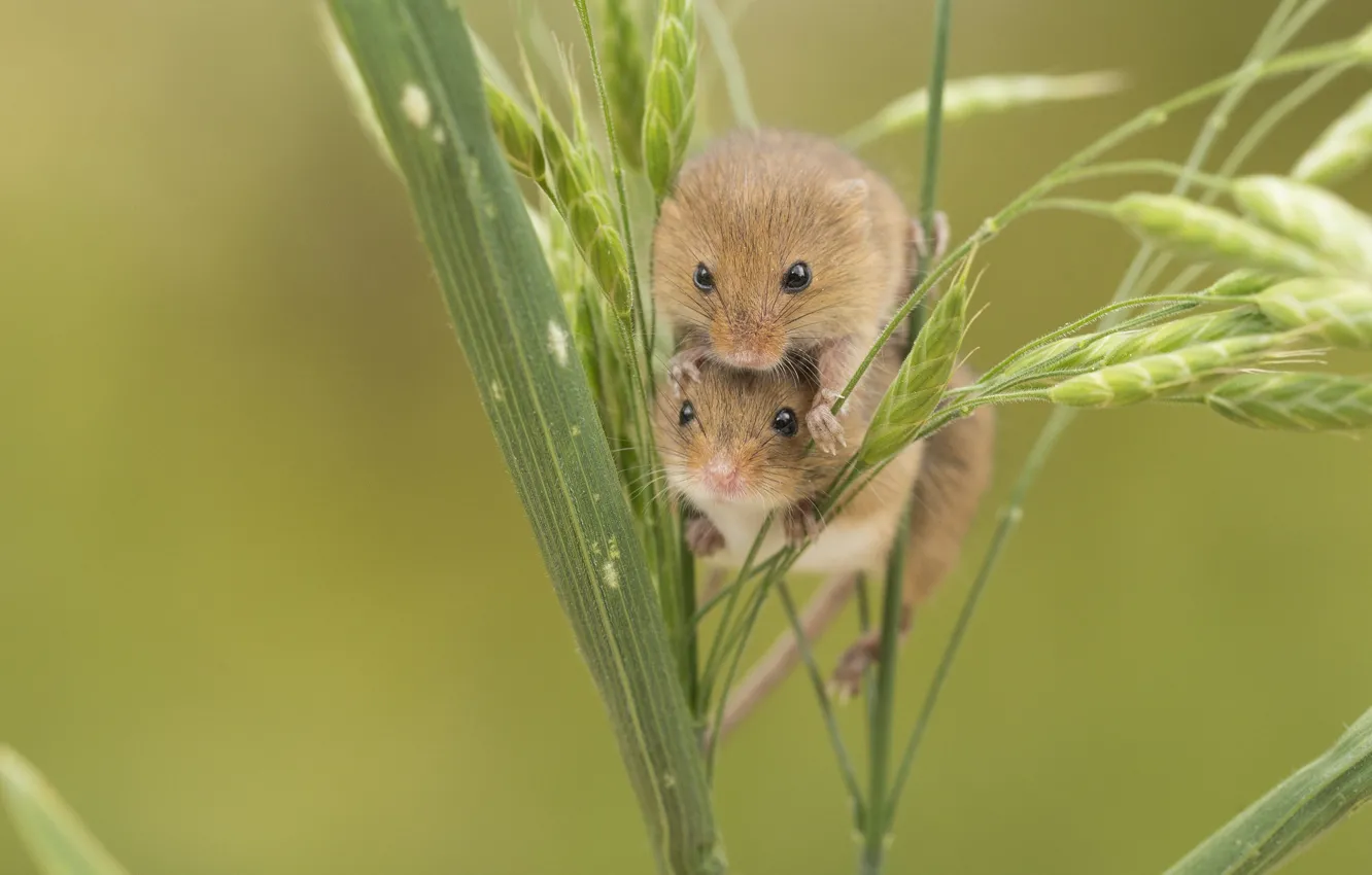 Photo wallpaper mouse, spikelets, a couple, funny