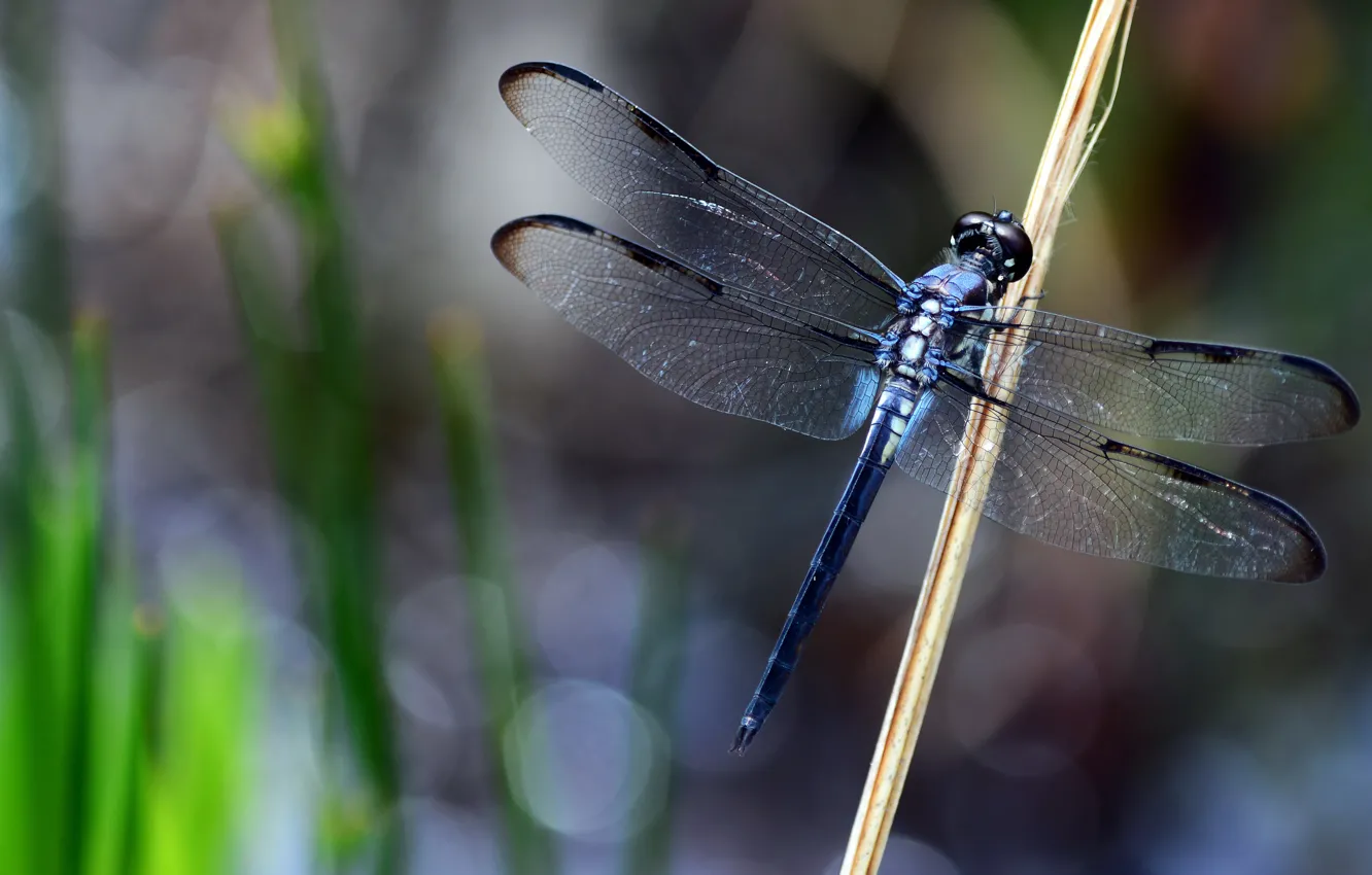 Photo wallpaper grass, macro, background, dragonfly, insect, bokeh, stem, Wallpaper from lolita777