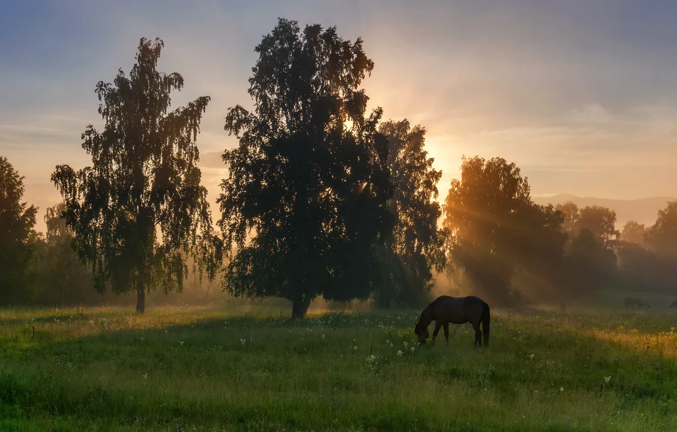 Photo wallpaper field, forest, summer, the sky, grass, the sun, rays, trees