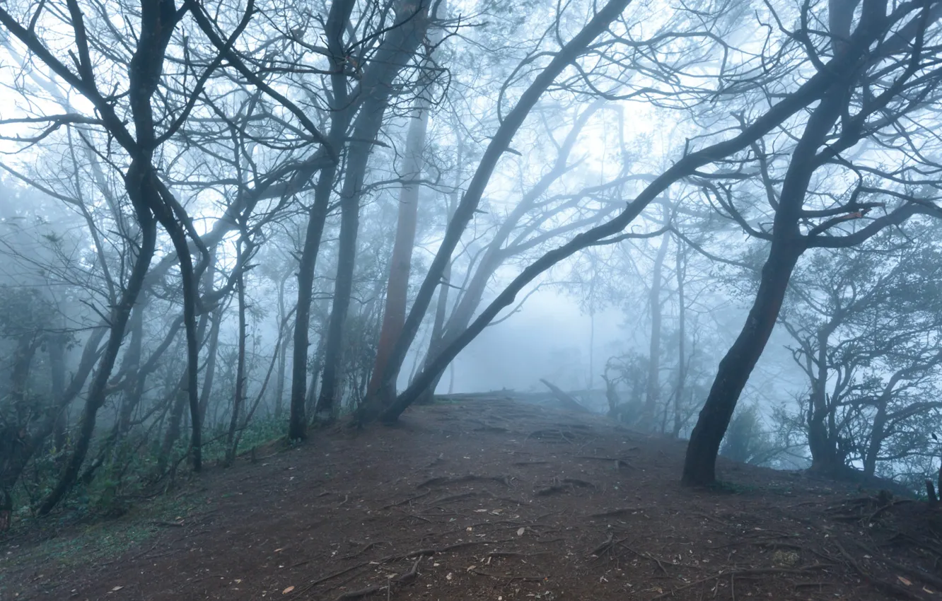 Photo wallpaper forest, trees, nature, fog, India, India, Tamil Nadu, Dmitry Rukhlenko