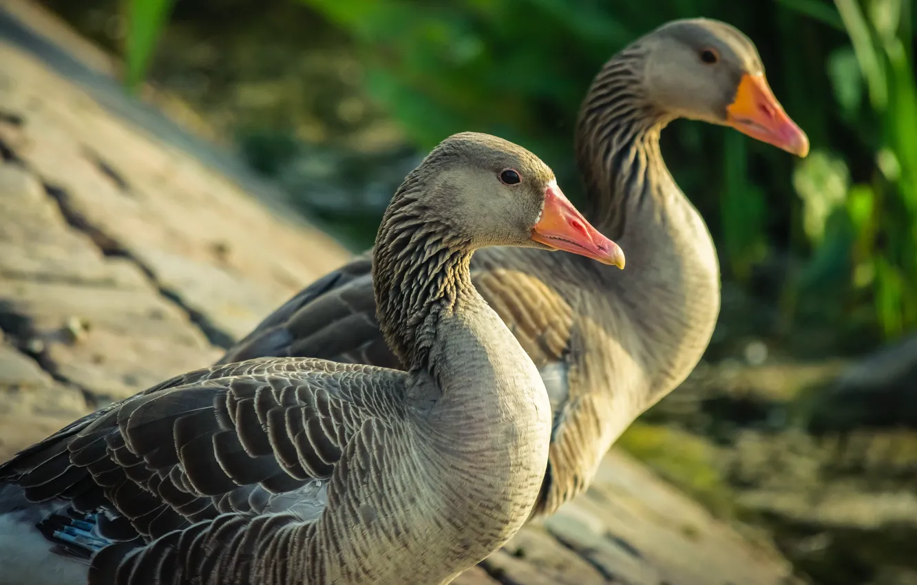 Photo wallpaper birds, nature, pair, two, goose, geese