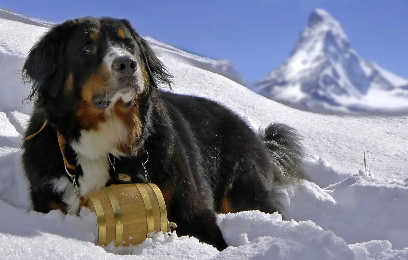 Photo wallpaper snow, mountains, dog, dog, Bernese mountain dog, Bernese Mountain Dog