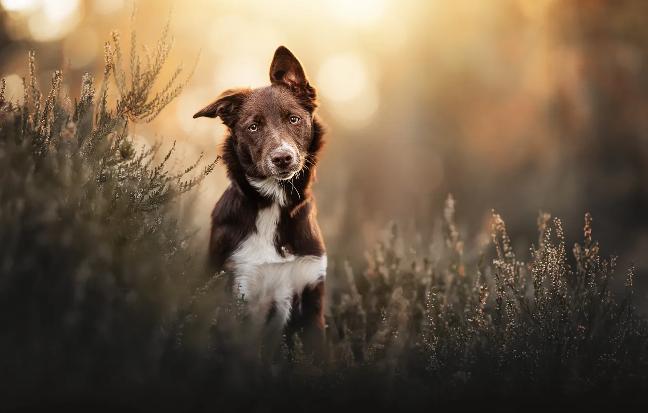 Photo wallpaper background, each, dog