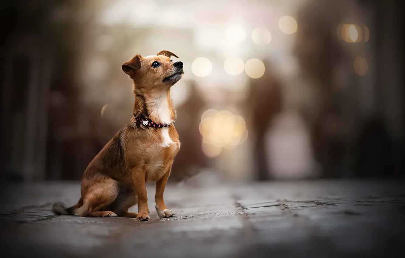 Photo wallpaper each, street, dog