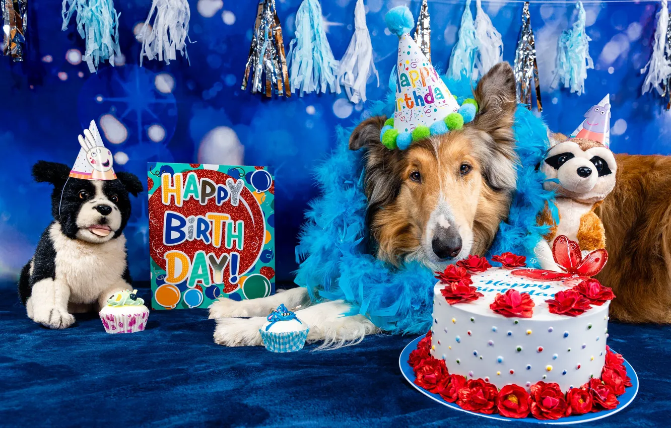Photo wallpaper dogs, look, face, pose, toys, dog, cake, photoshoot