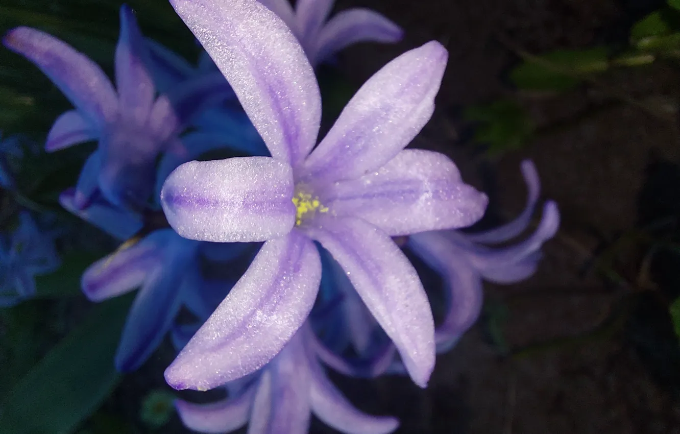 Photo wallpaper flowers, nature, macro, Geocints