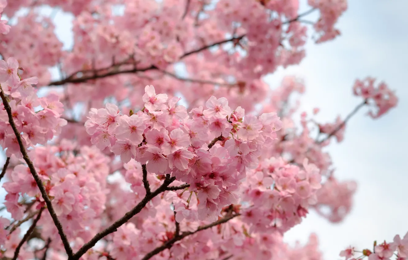 Photo wallpaper tree, spring, flowering