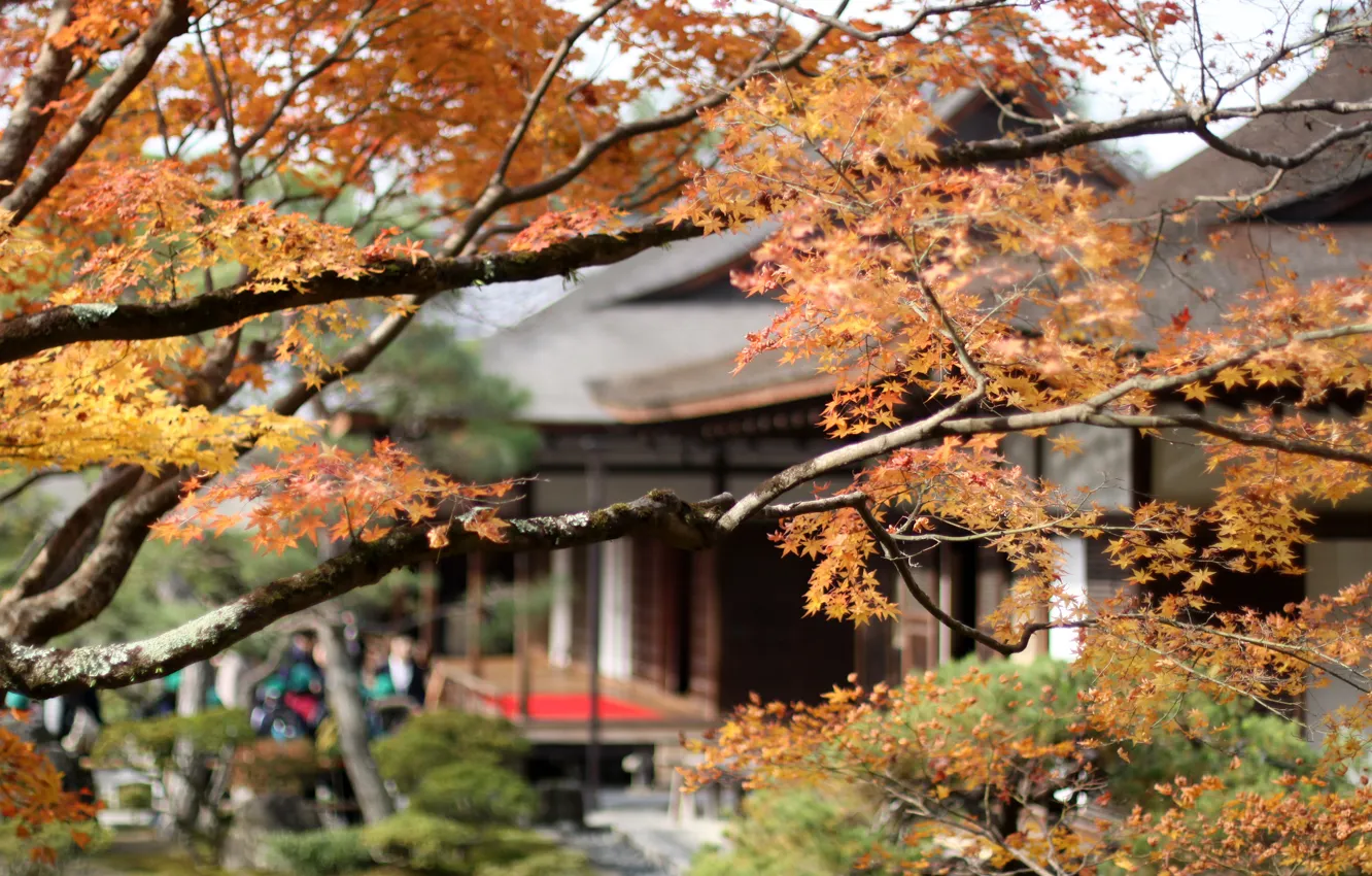 Photo wallpaper autumn, house, Japan, maple
