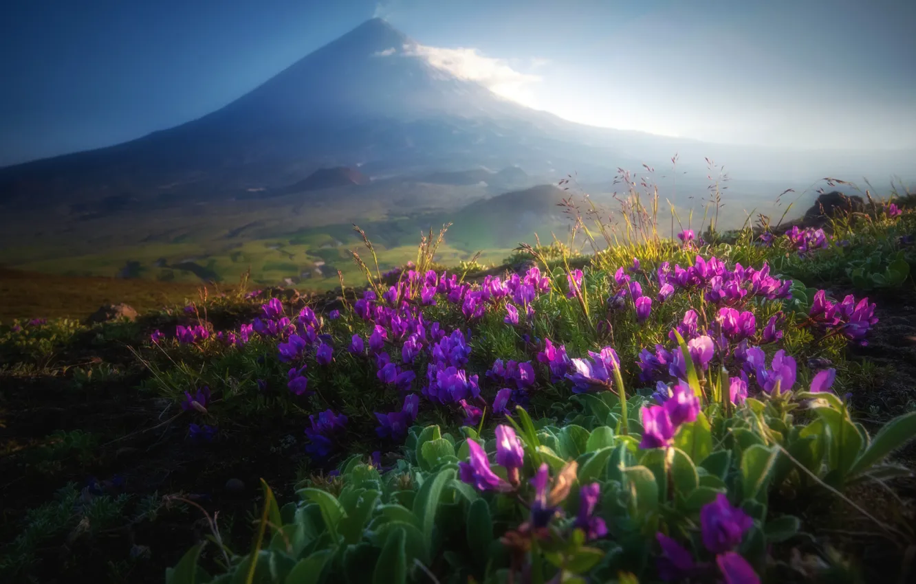 Photo wallpaper landscape, flowers, nature, fog, the evening, the volcano, Kamchatka, Klyuchevskaya Sopka