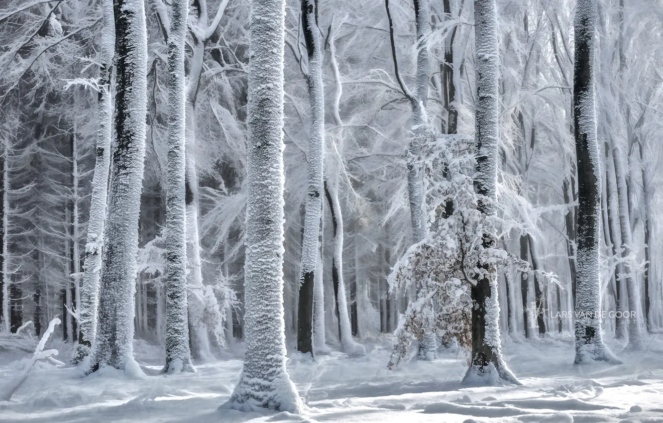 Photo wallpaper winter, forest, snow, nature