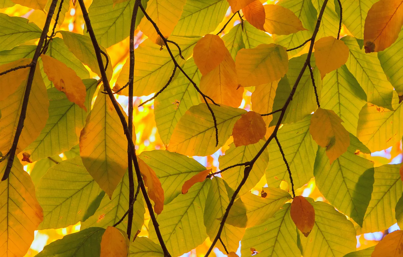 Photo wallpaper autumn, leaves, branches, nature