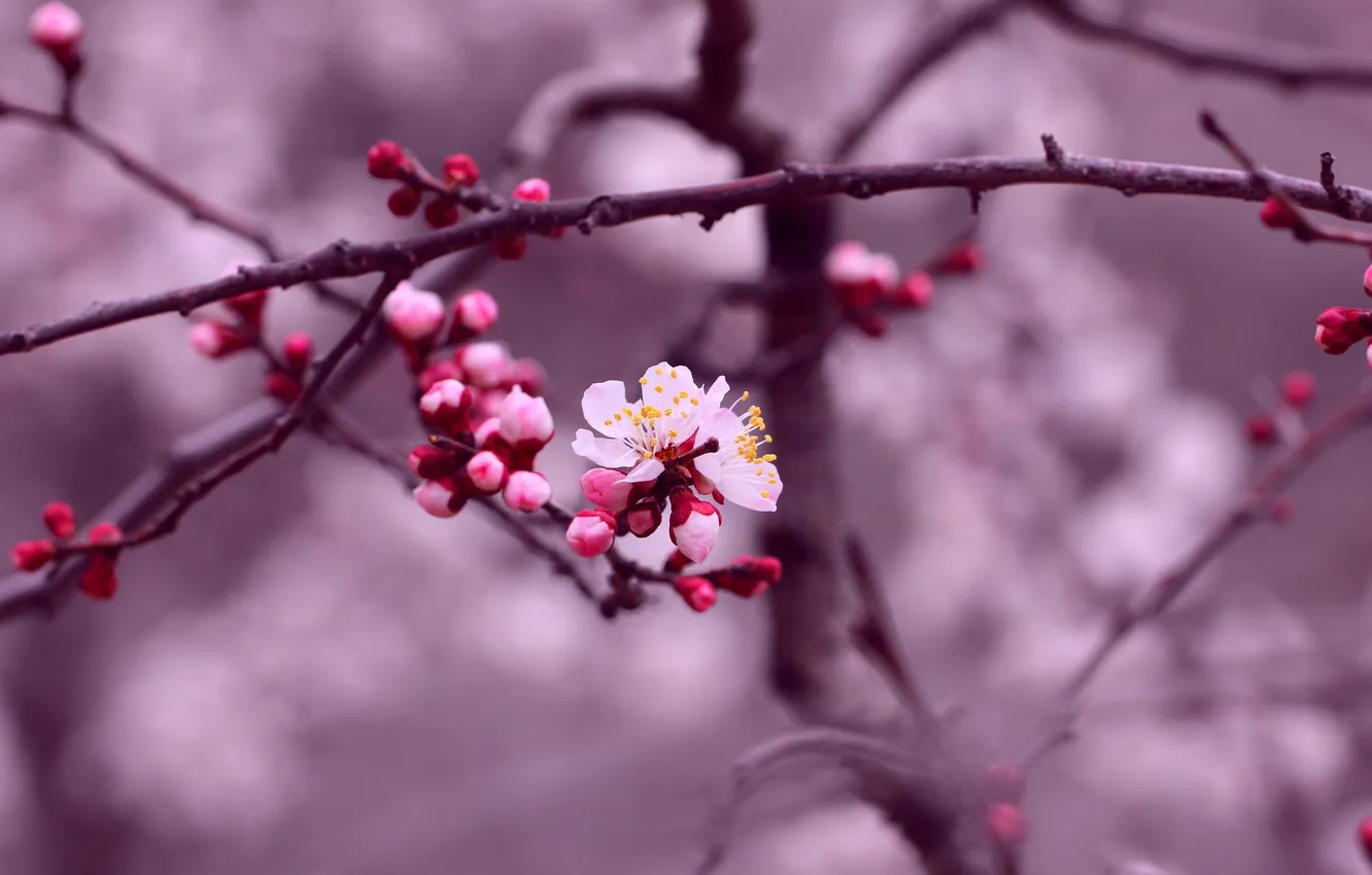 Photo wallpaper purple, flowers, branches, cherry, petals, kidney
